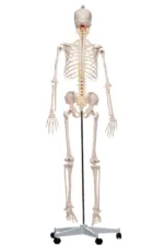 Inimese skelett 180cm - Image 3