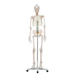 Inimese skelett 180cm