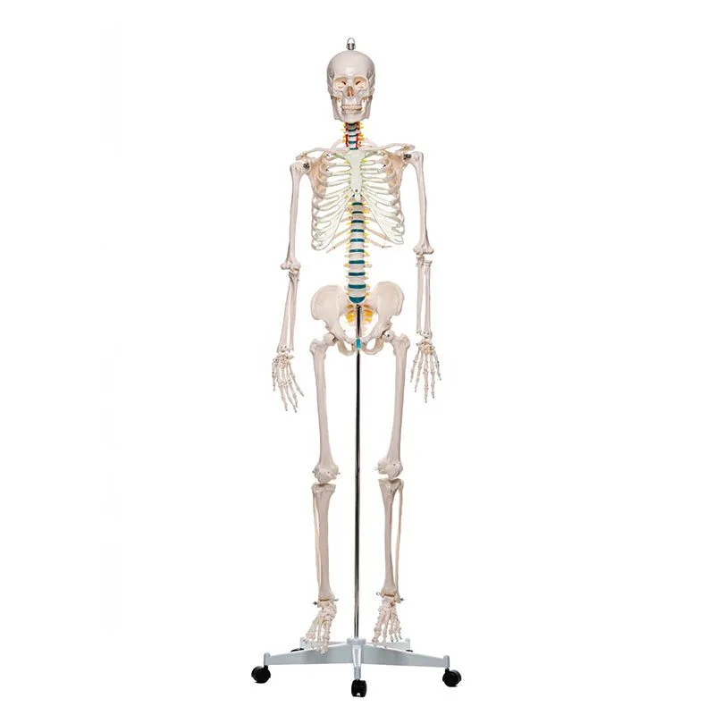 täis-mõõdus-skelett Inimese skelett 180cm - Image 1