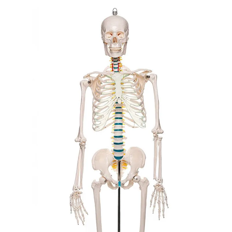 täismõõdus-skeletett-zoom-medpoint Inimese skelett 180cm - Image 2