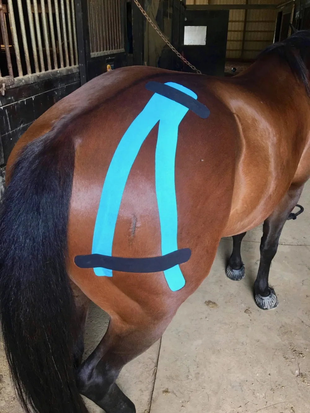 hobuteip REA TAPE Equine Horsie kinesioteip hobustele 7.5cm x 5m - Image 3